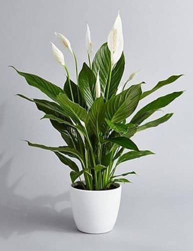 But Peace Lily Plant Online