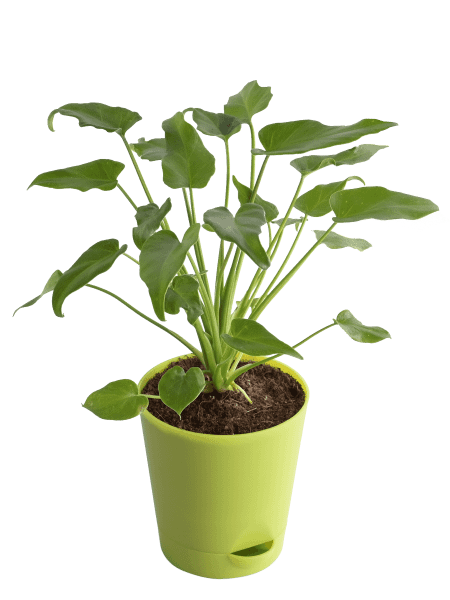 Buy Plants Online in Kerala